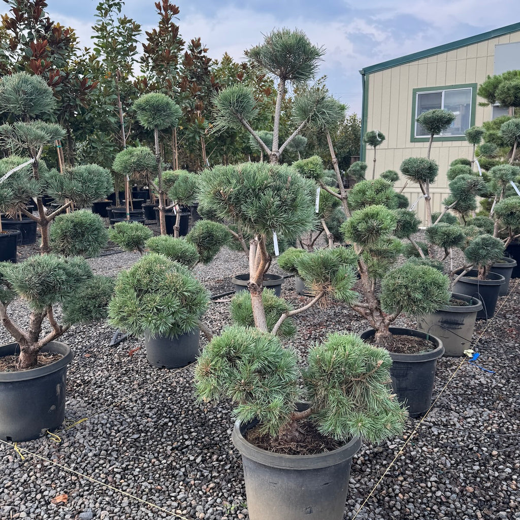 Pinus syl. 'Watereri'