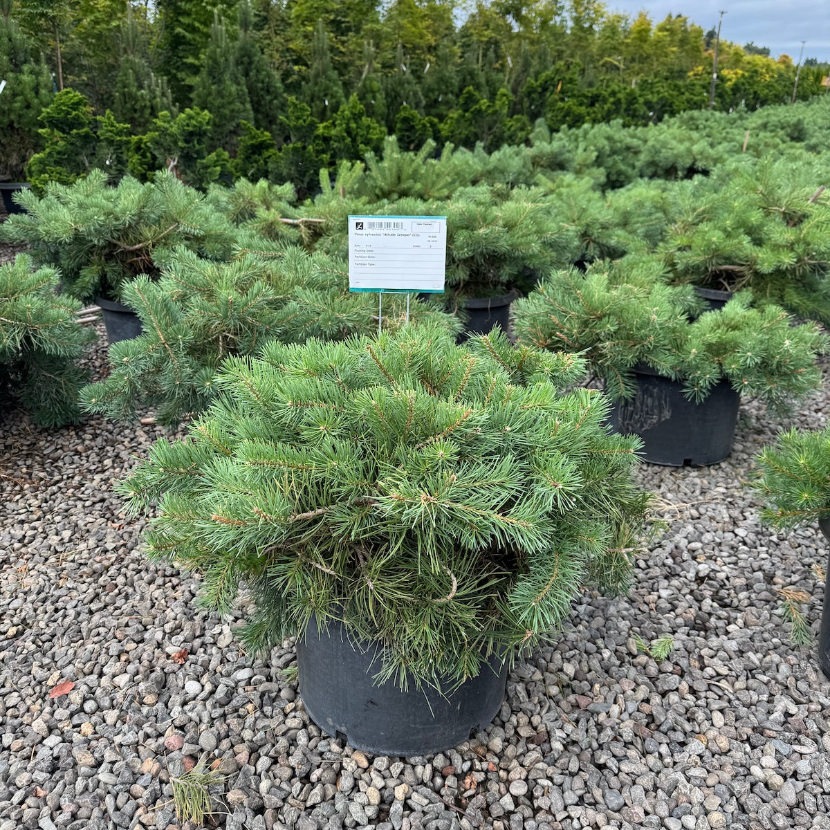 Pinus sylvestris 'Hillside Creeper
