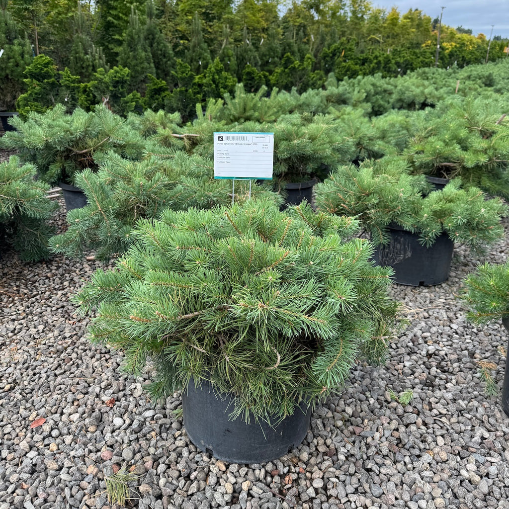 Pinus sylvestris 'Hillside Creeper