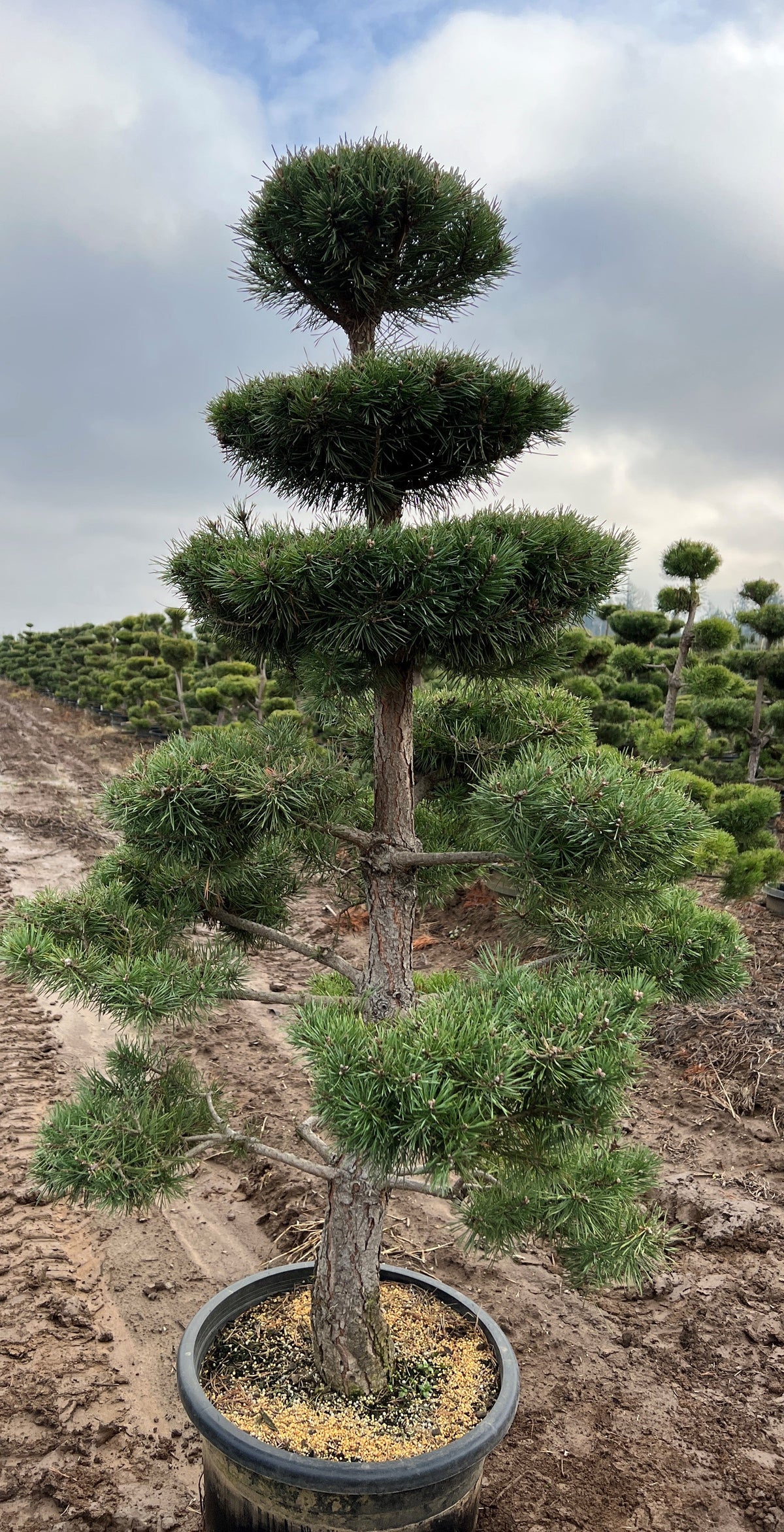 Pinus sylvestris, Poodle