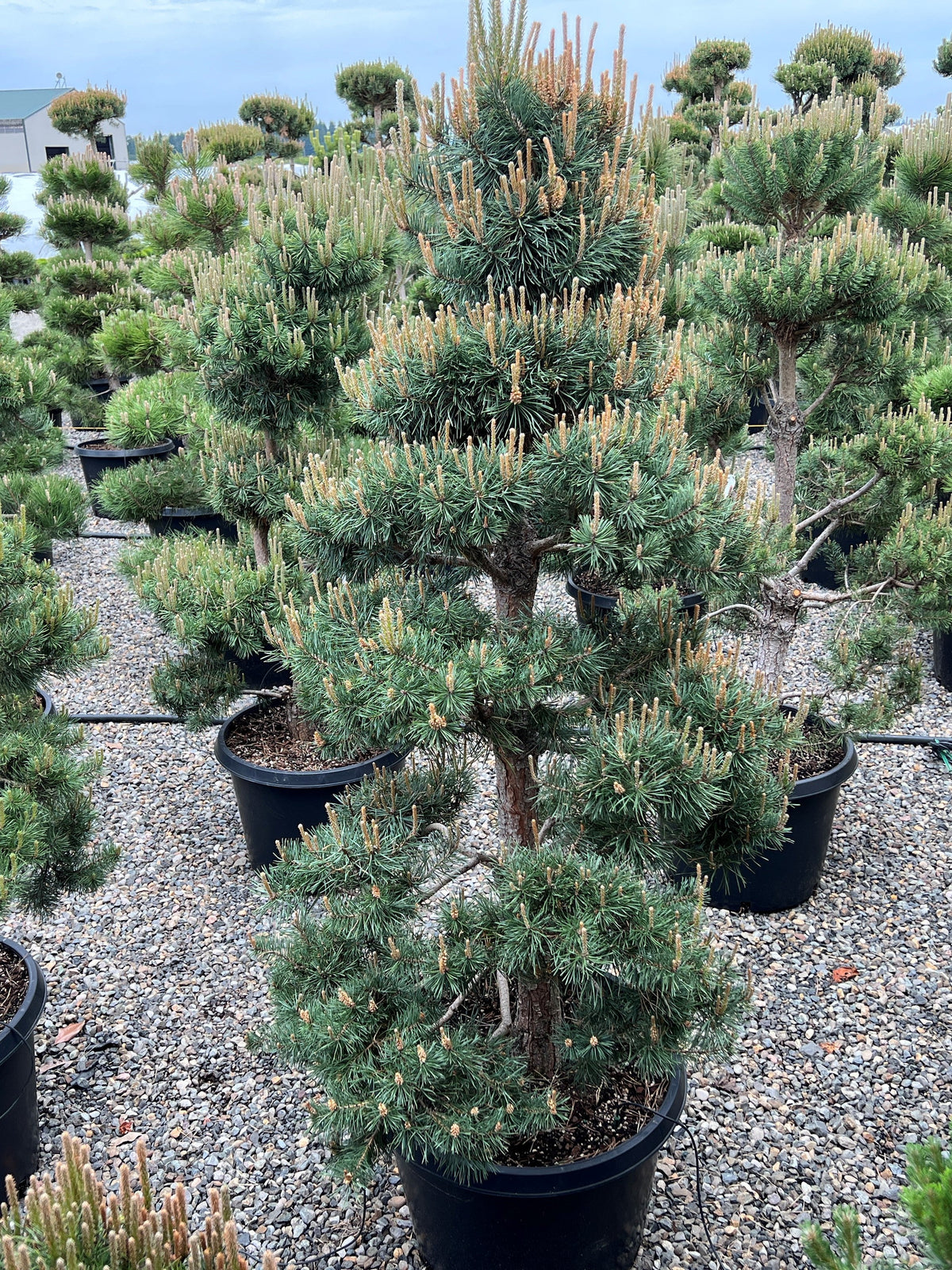 Pinus sylvestris, Poodle