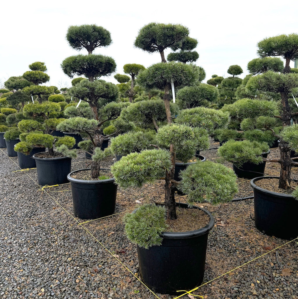 Pinus sylvestris, Poodle