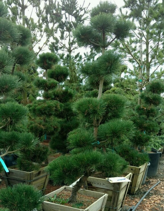 Pinus t. 'Thunderhead', Windswept