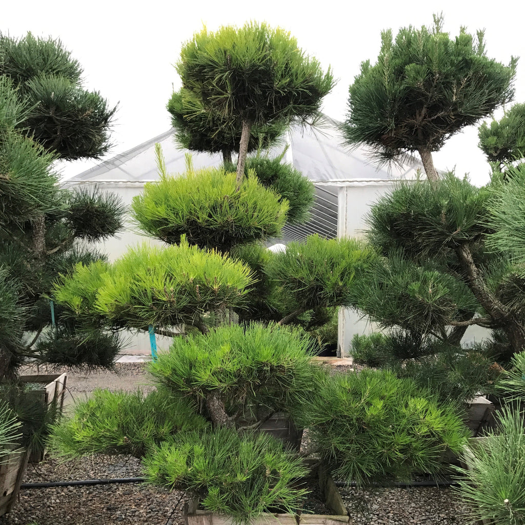 Pinus thunbergii