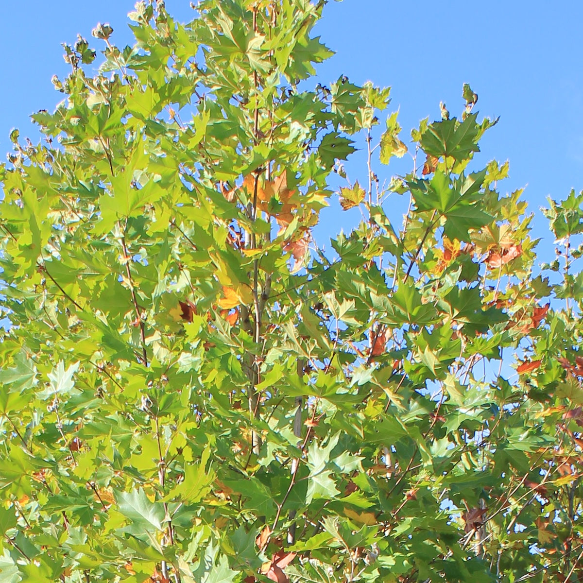 Platanus x a. 'Exclamation!' ™