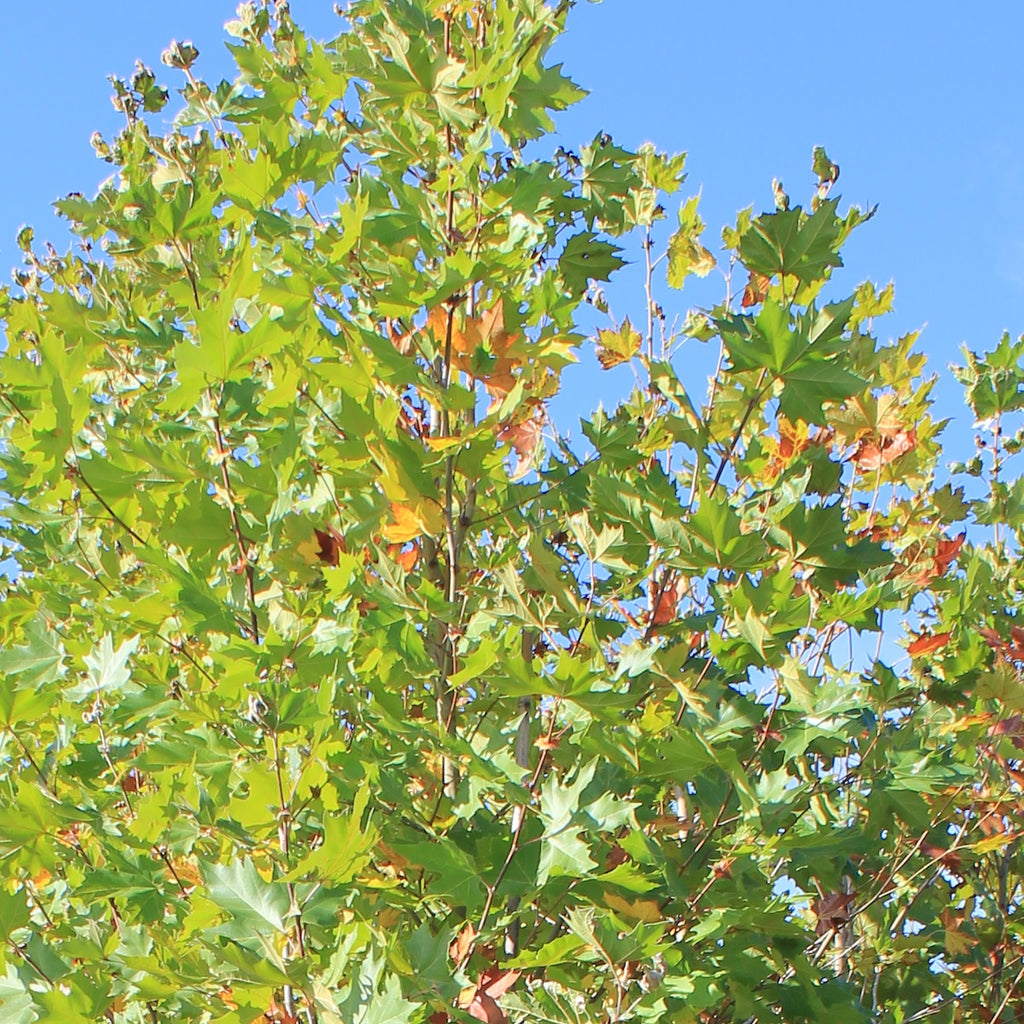 Platanus x a. 'Exclamation!' ™