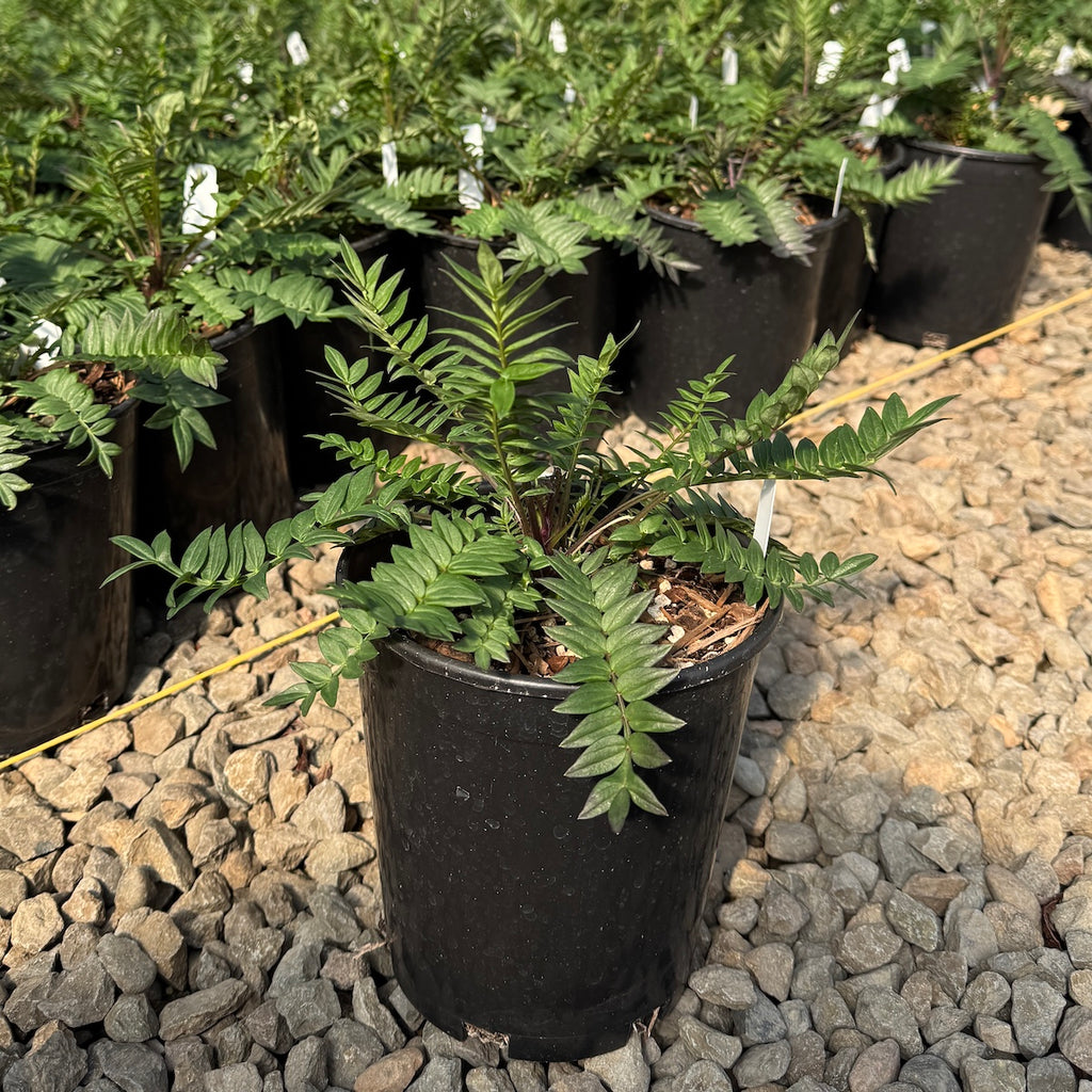 Polemonium 'Bressingham Purple'