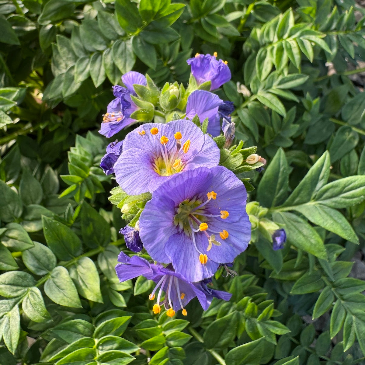 Polemonium boreale 'Heavenly Habit'