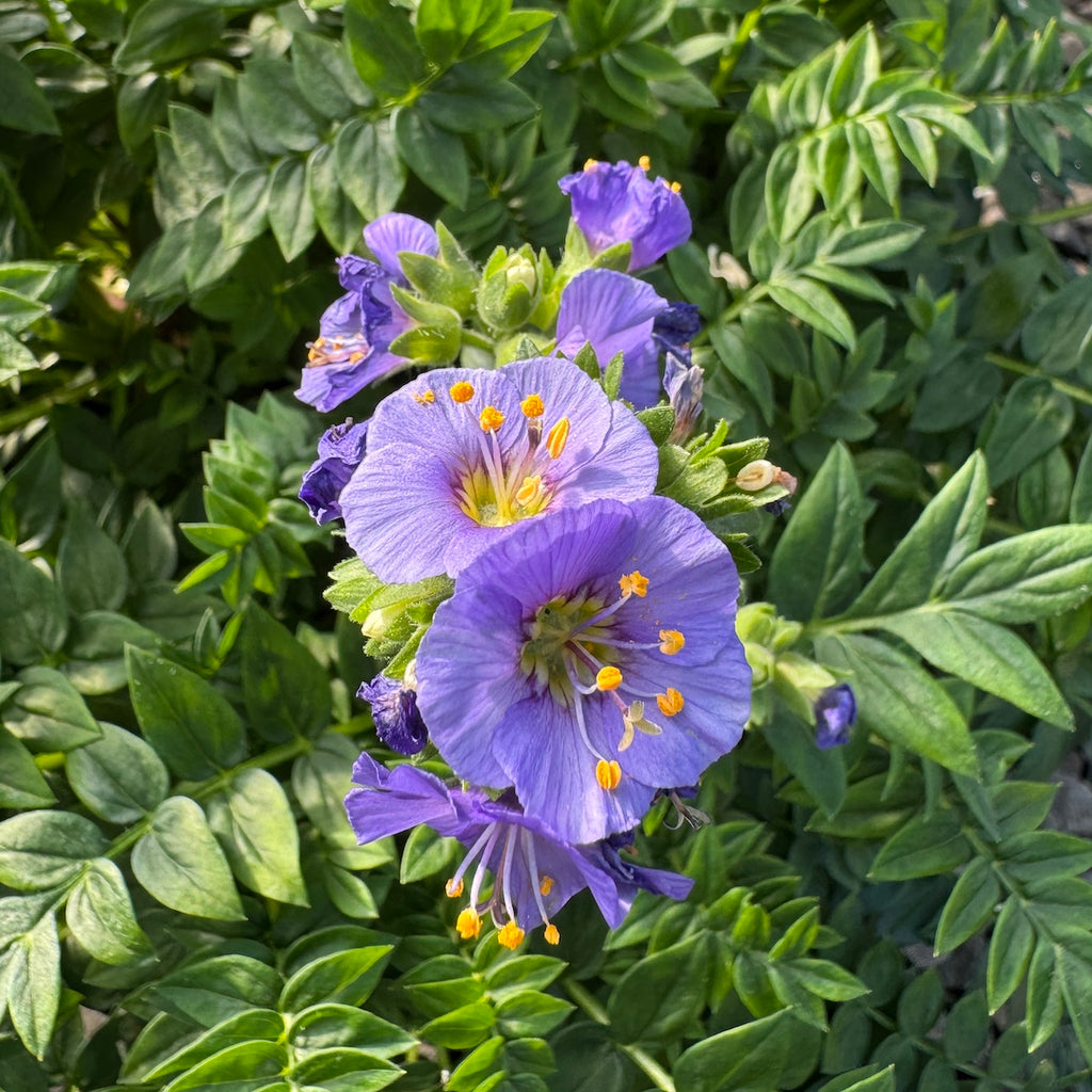 Polemonium boreale 'Heavenly Habit'
