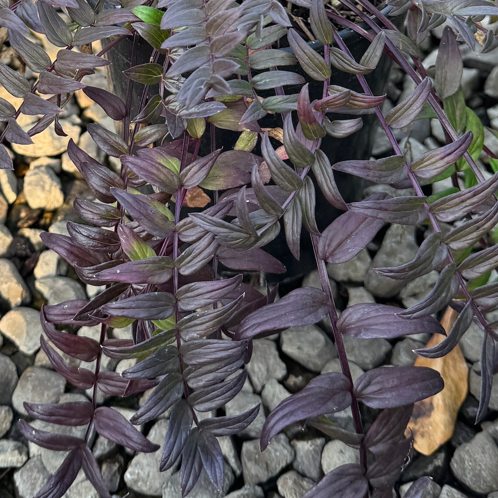 Polemonium Purple Rain Strain