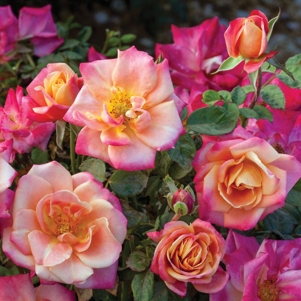 Rosa flor. 'Polynesian Punch' ™ (orange)