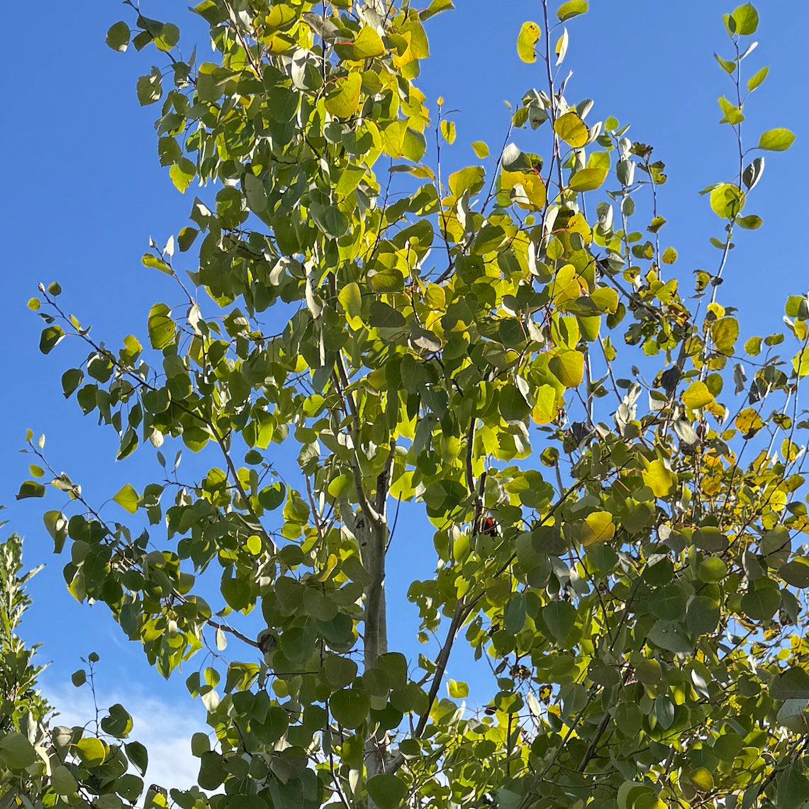 Populus tremuloides