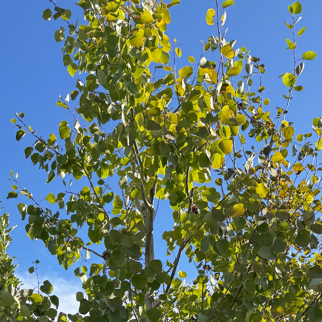 Populus tremuloides (ID)