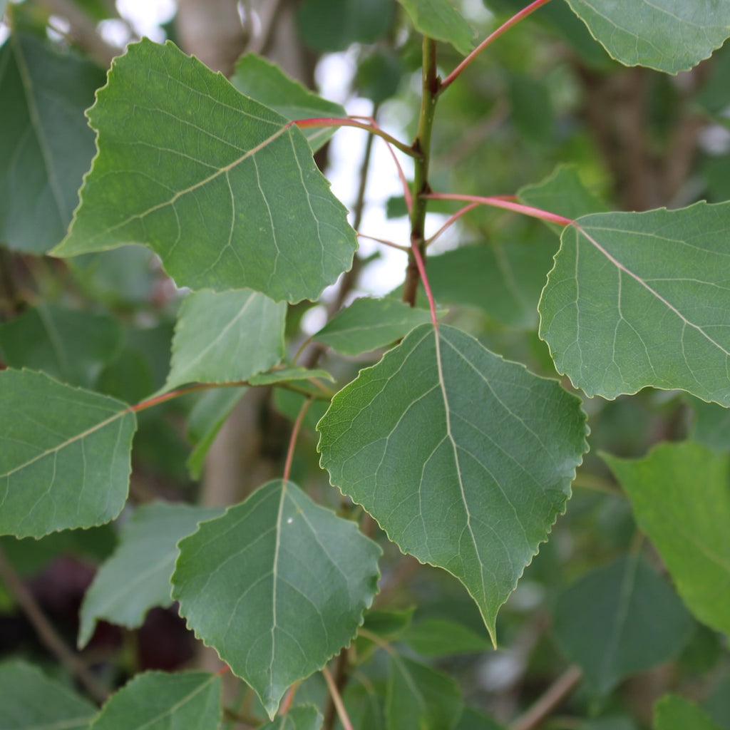 Populus d. 'Siouxland'~