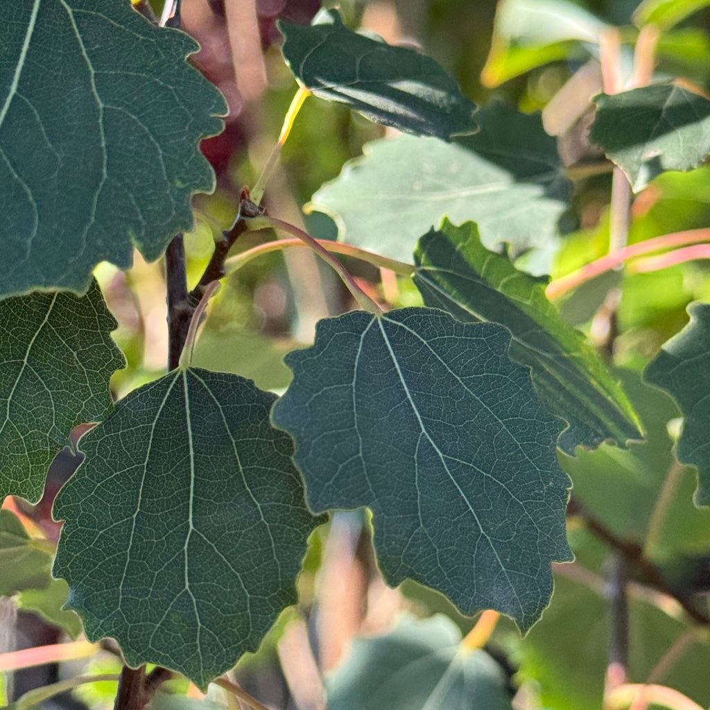 Populus t. 'Erecta'