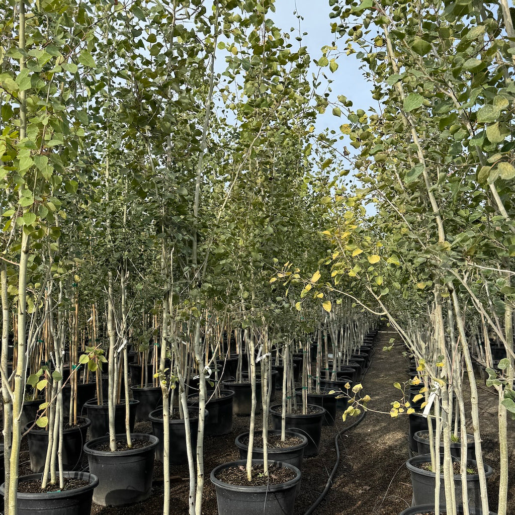 Populus tremuloides, Clump (CG)