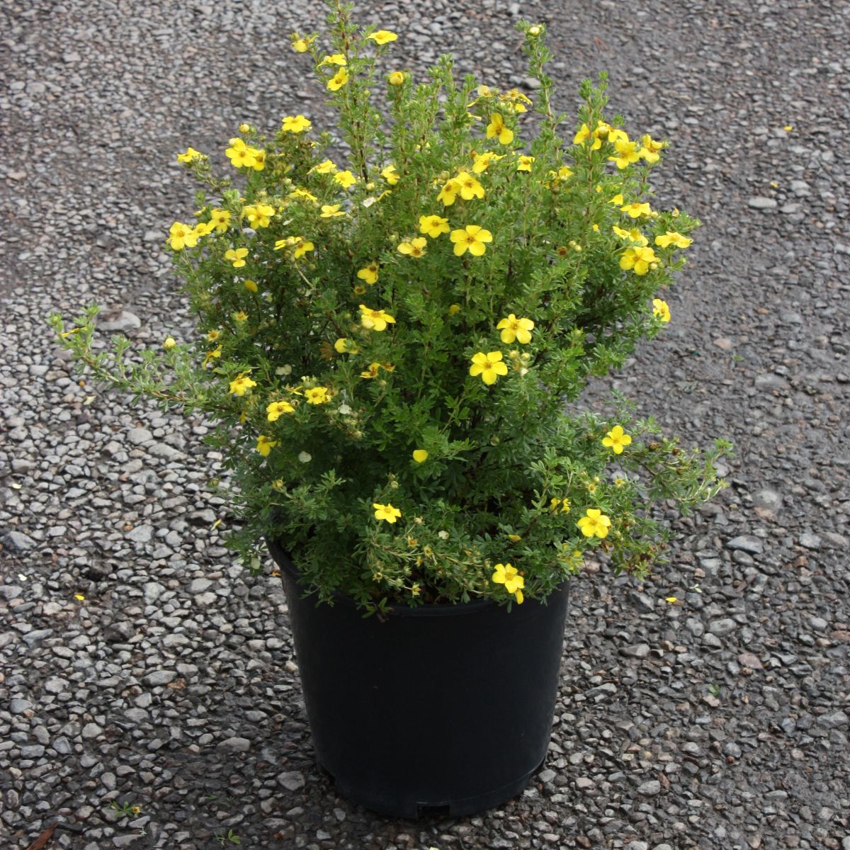 Potentilla f. 'Gold Drop'