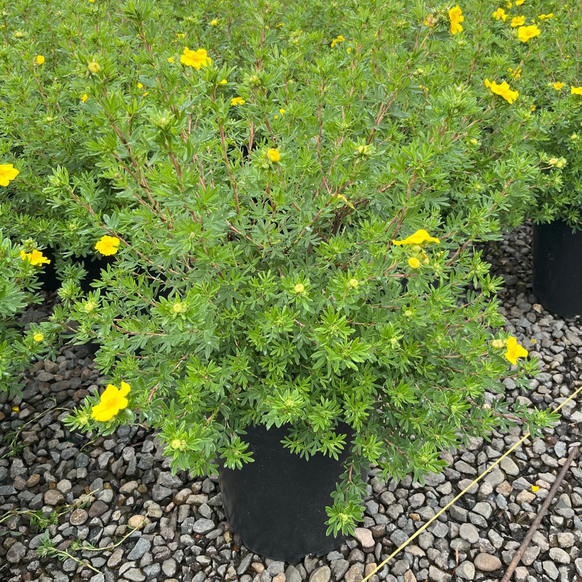 Potentilla f. 'Goldfinger'