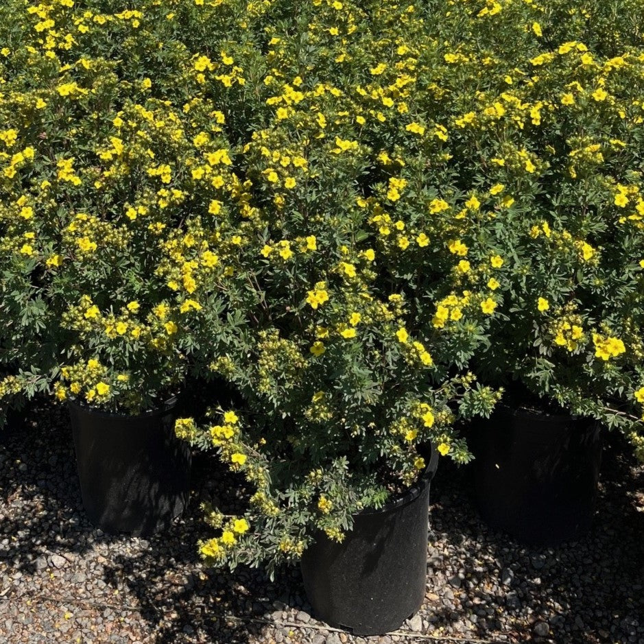 Potentilla f. 'Jackmanii'