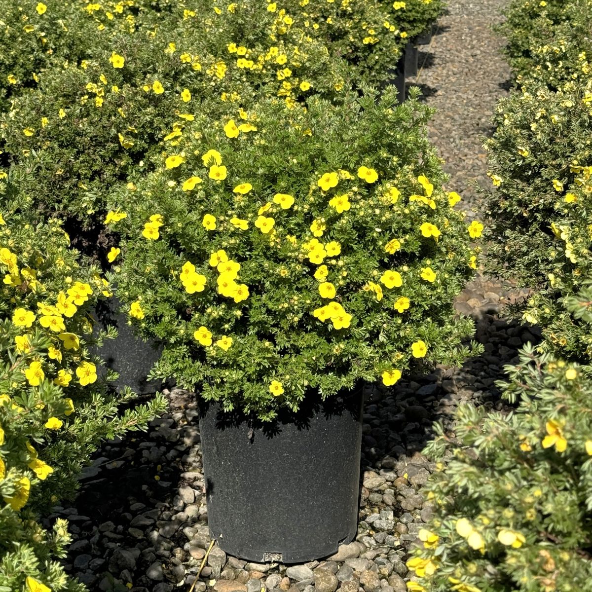 Potentilla f. 'Little Pot of Gold'
