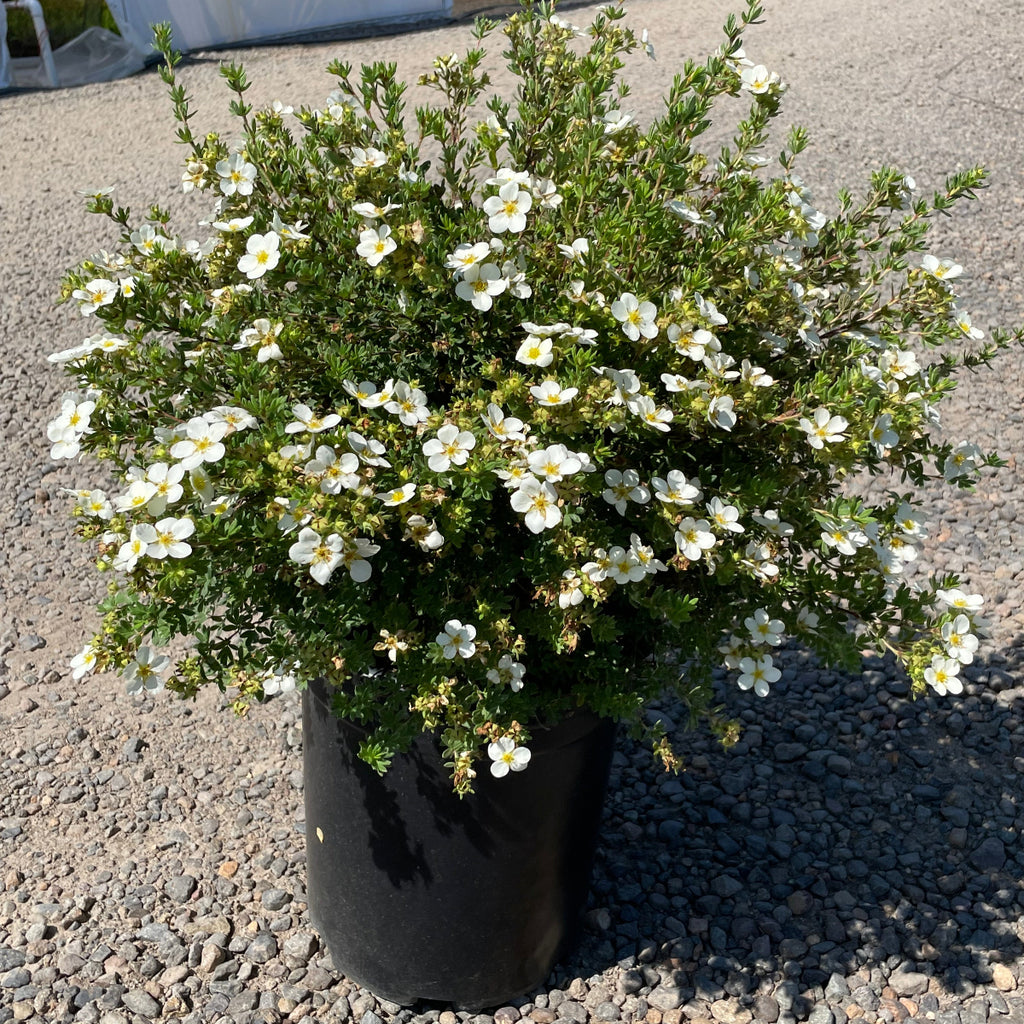 Potentilla f. 'McKay's White'