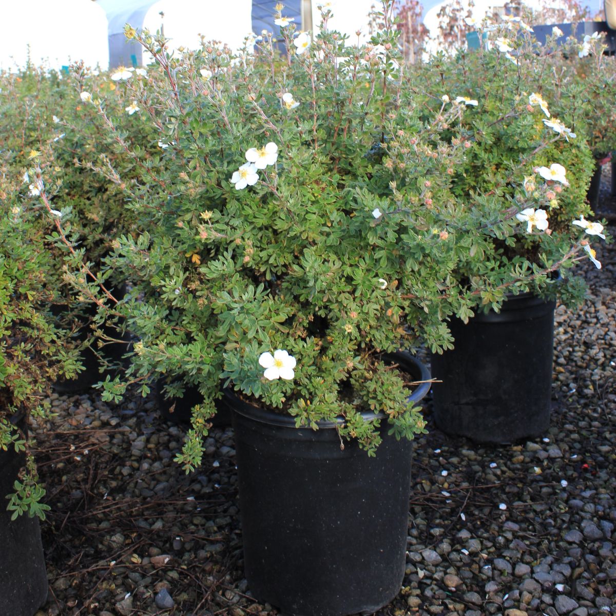 Potentilla f. 'Mount Everest'