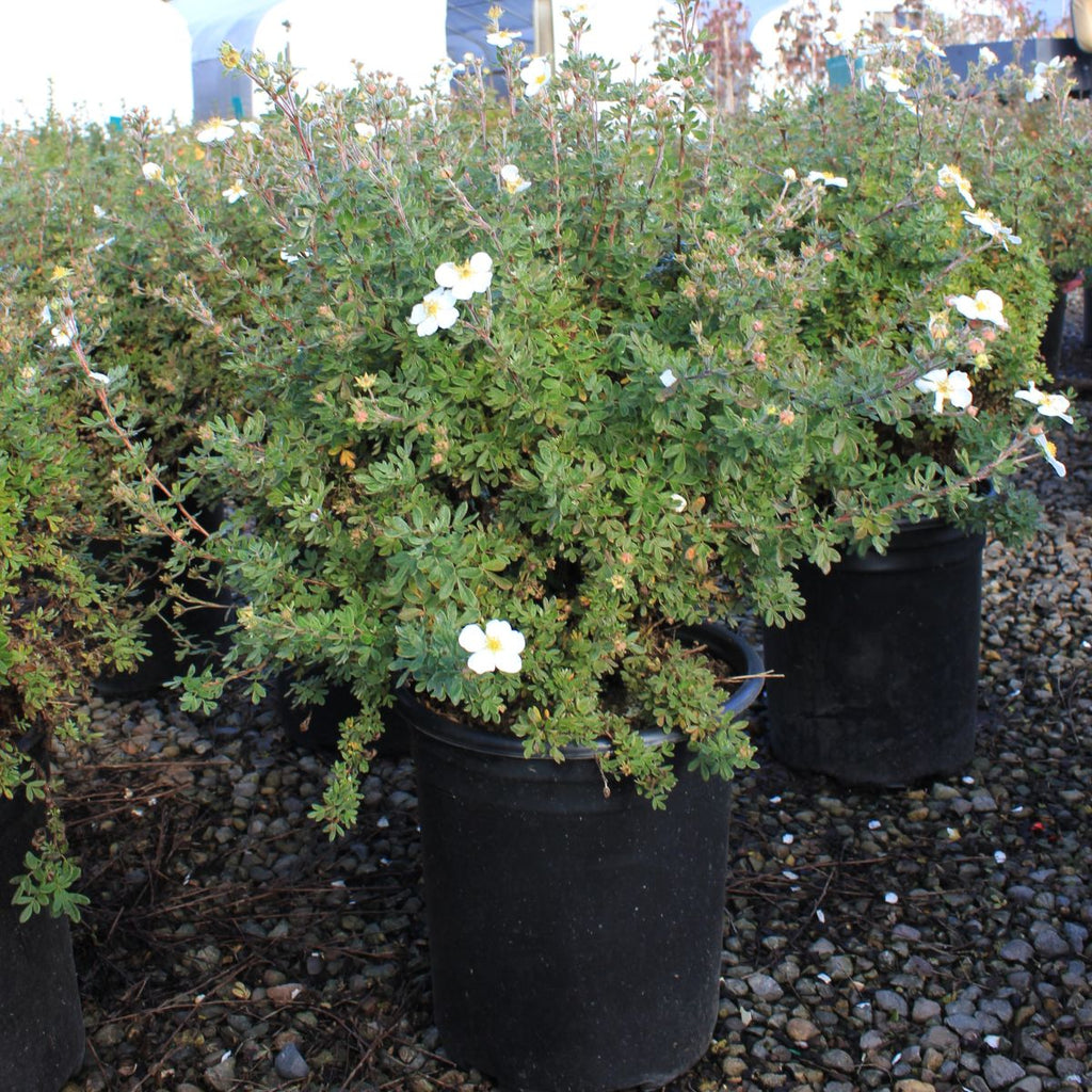 Potentilla f. 'Mount Everest'