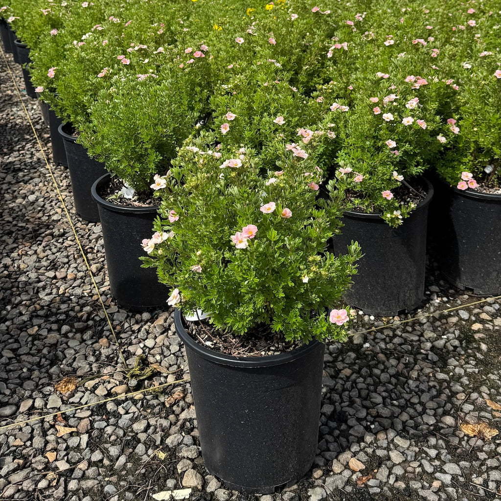 Potentilla f. 'Pink Beauty PP9874