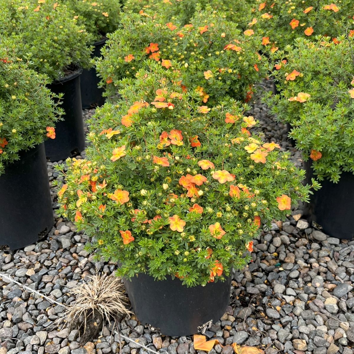 Potentilla f. 'Red Joker'