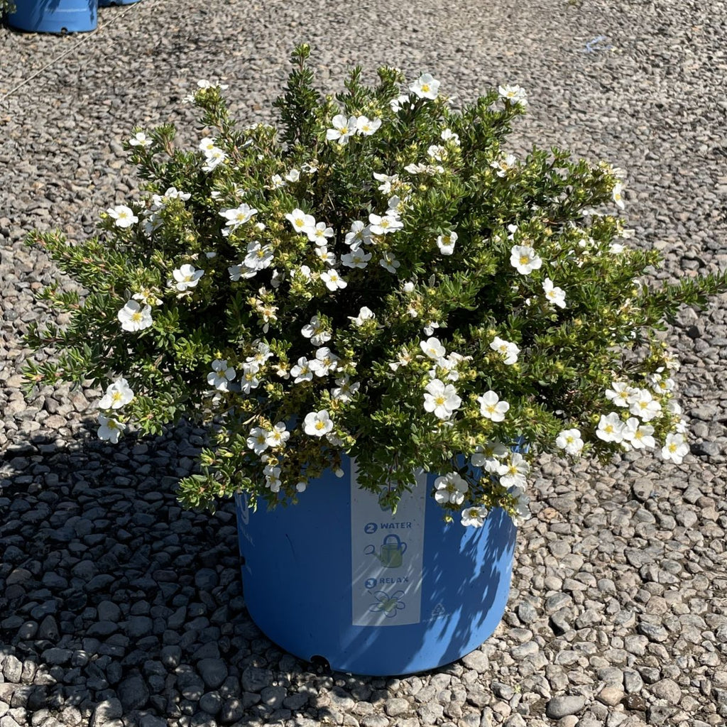 Potentilla 'Bella Bianca'®