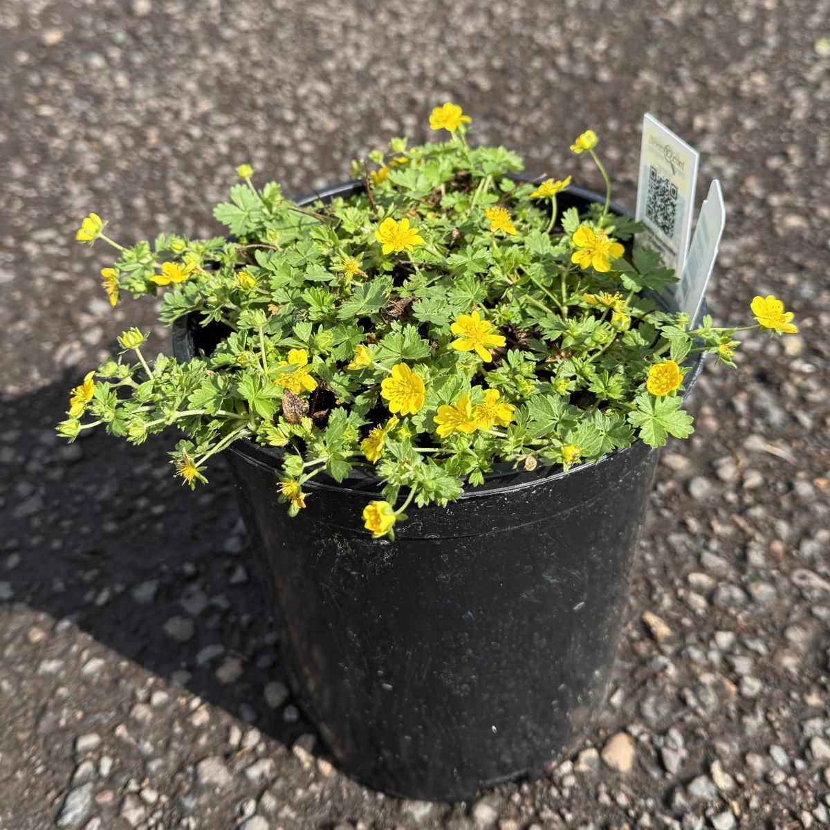 Potentilla neumanniana 'Nana'