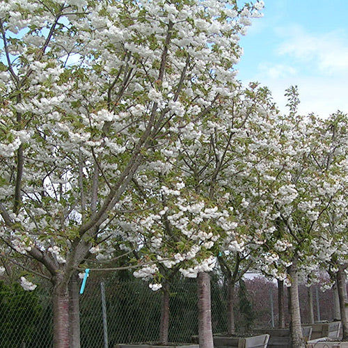 Prunus serr. 'Mt. Fuji' (white)