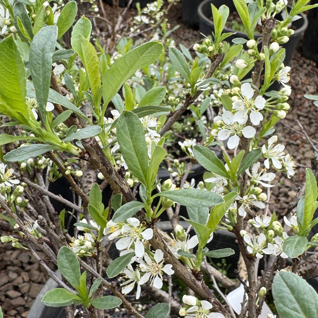 Prunus b. Pawnee Buttes®