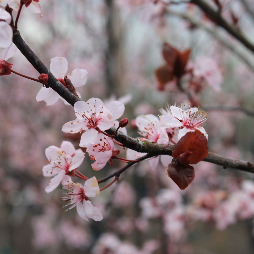 Prunus c. 'Krauter Vesuvius' (pink)