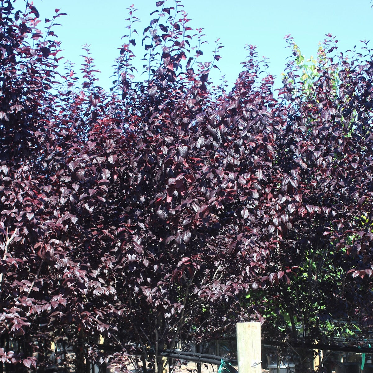 Prunus c. 'Thundercloud' (pink)