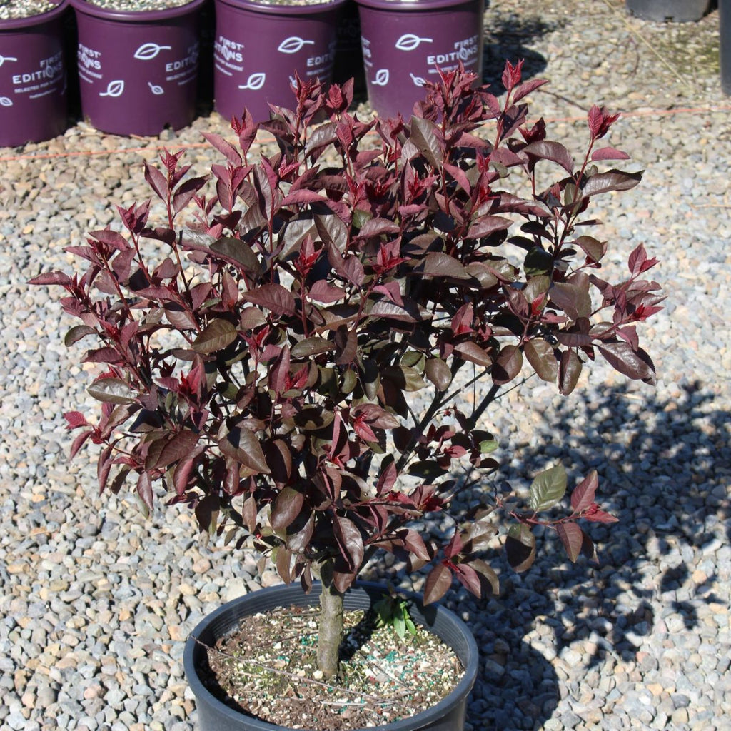 Prunus cistena (pink)