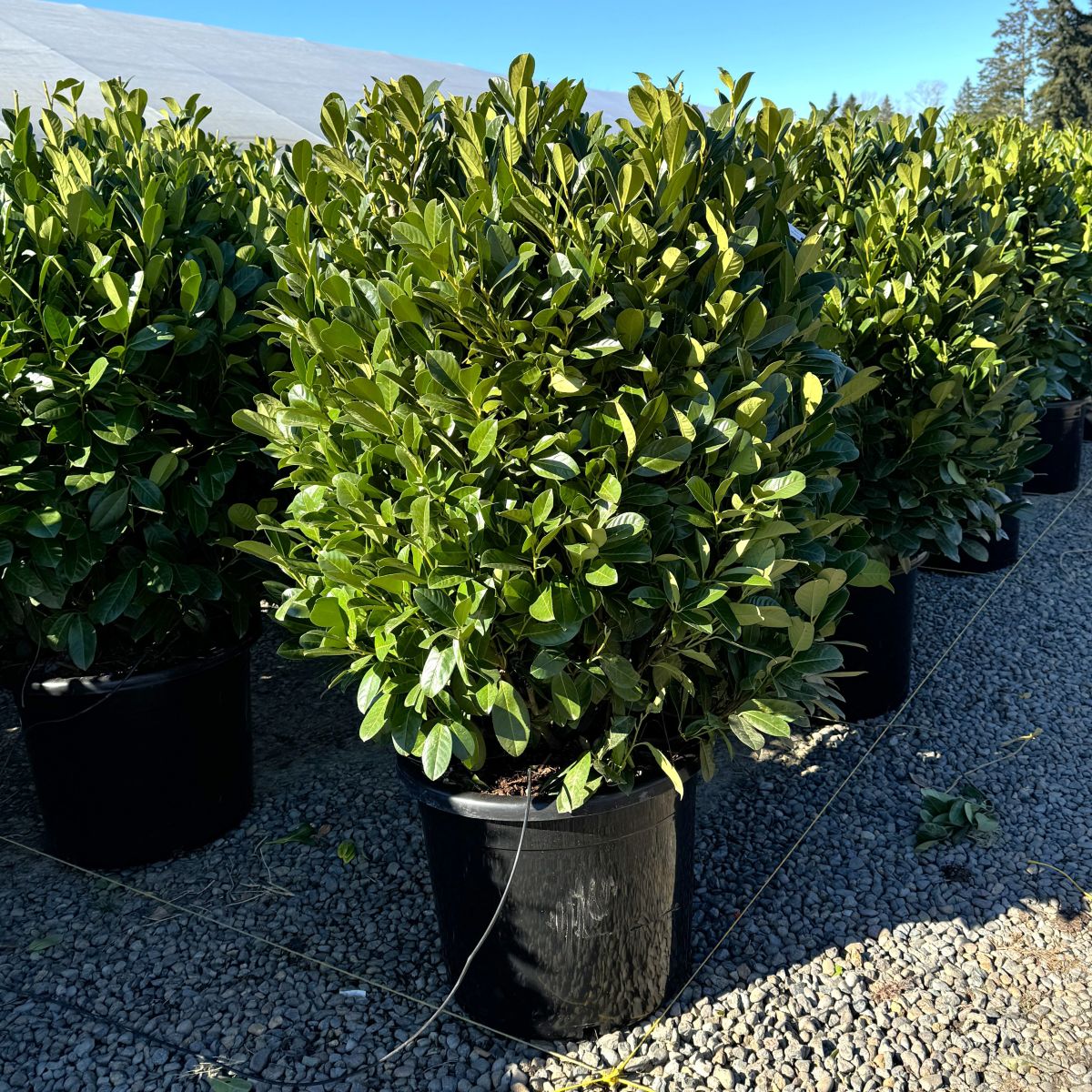 Prunus laur. 'Nana'