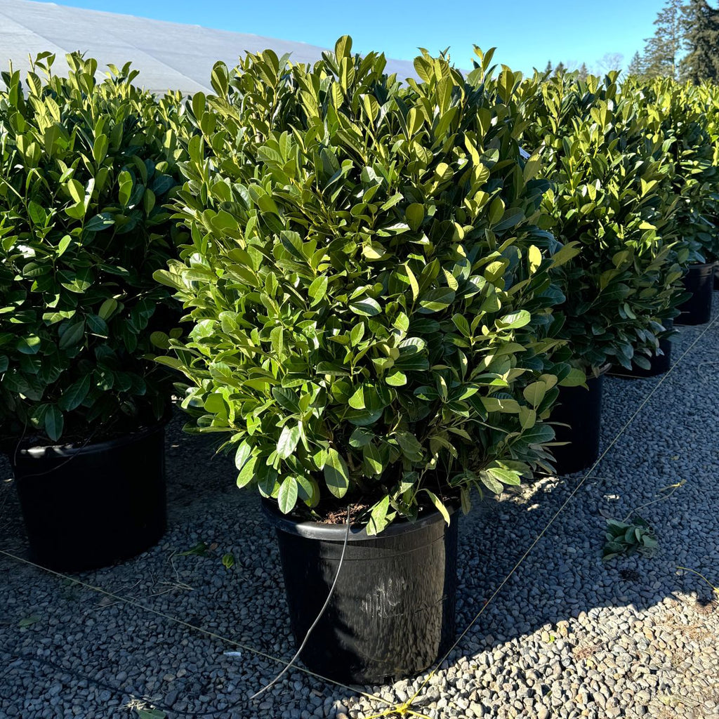 Prunus laur. 'Nana'