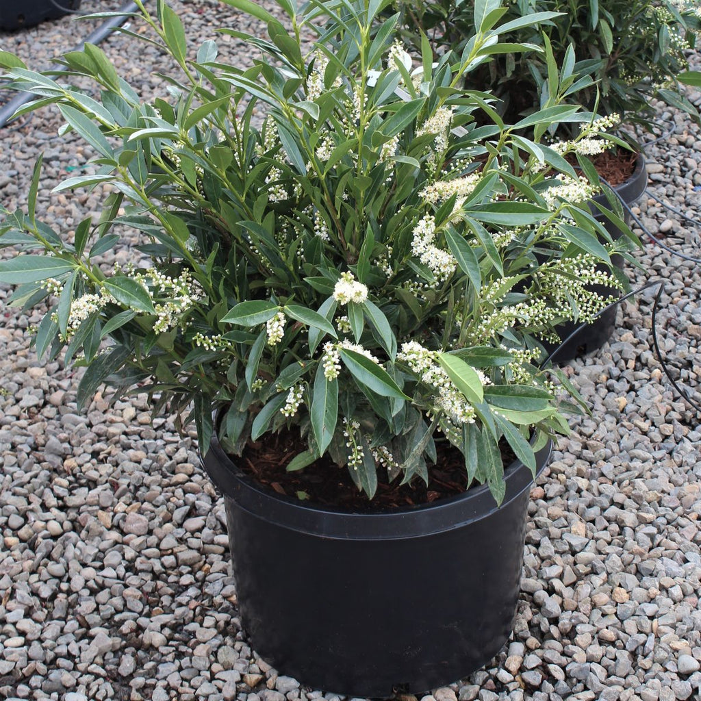 Prunus laur. 'Otto Luyken'
