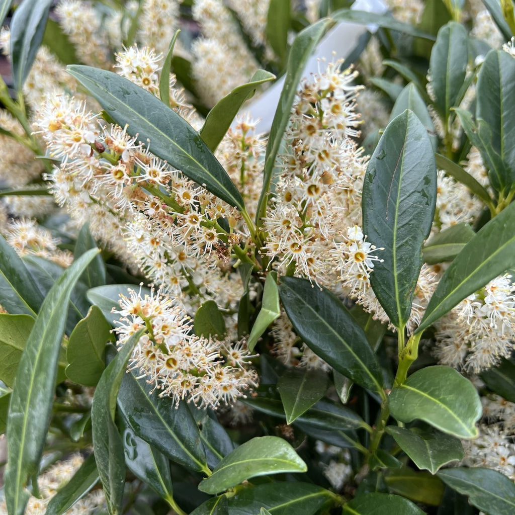 Prunus laur. 'Otto Luyken' (BBP)
