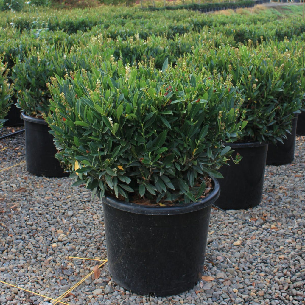Prunus laur. 'Otto Luyken' (CG)