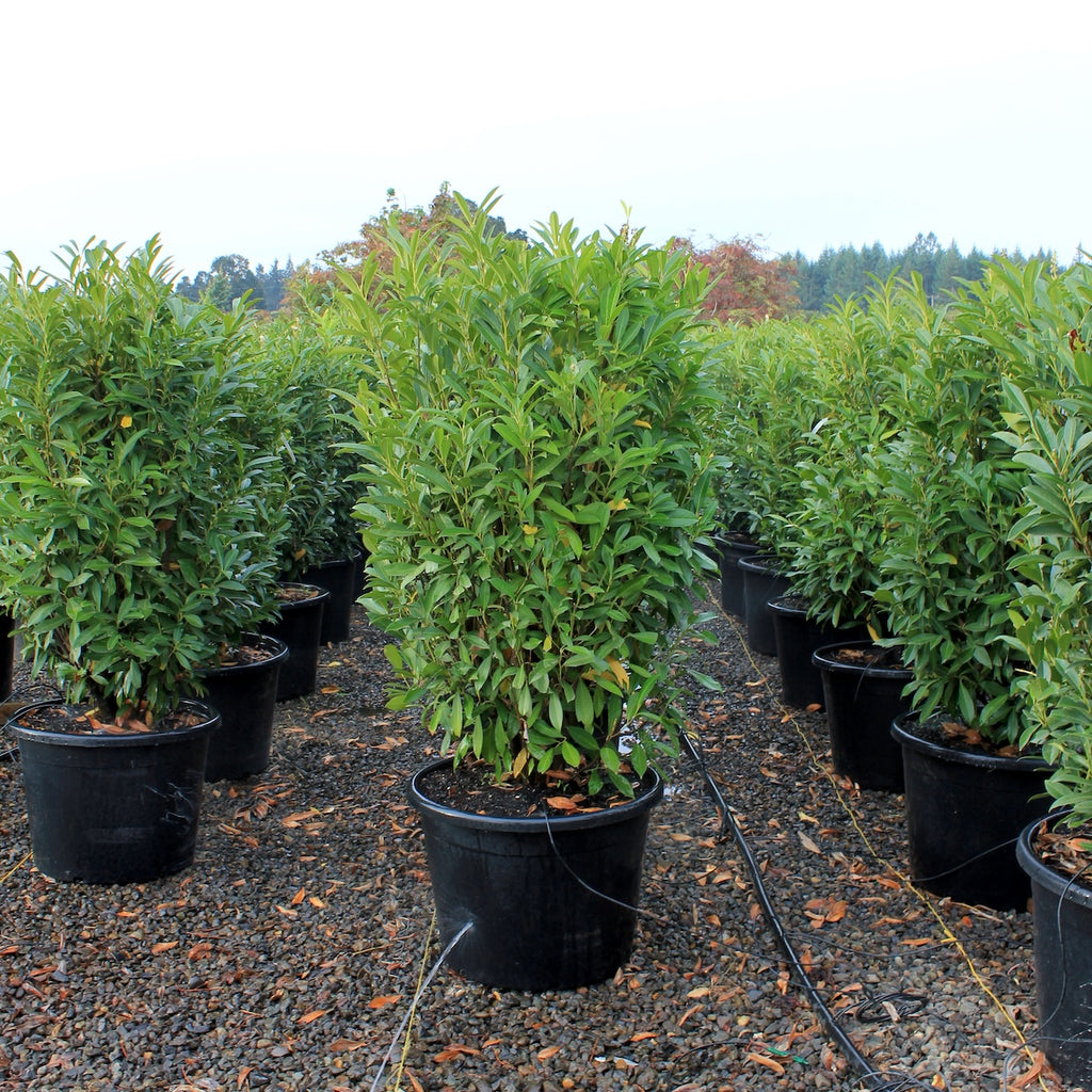 Prunus laur. 'Schipkaensis' (CG)