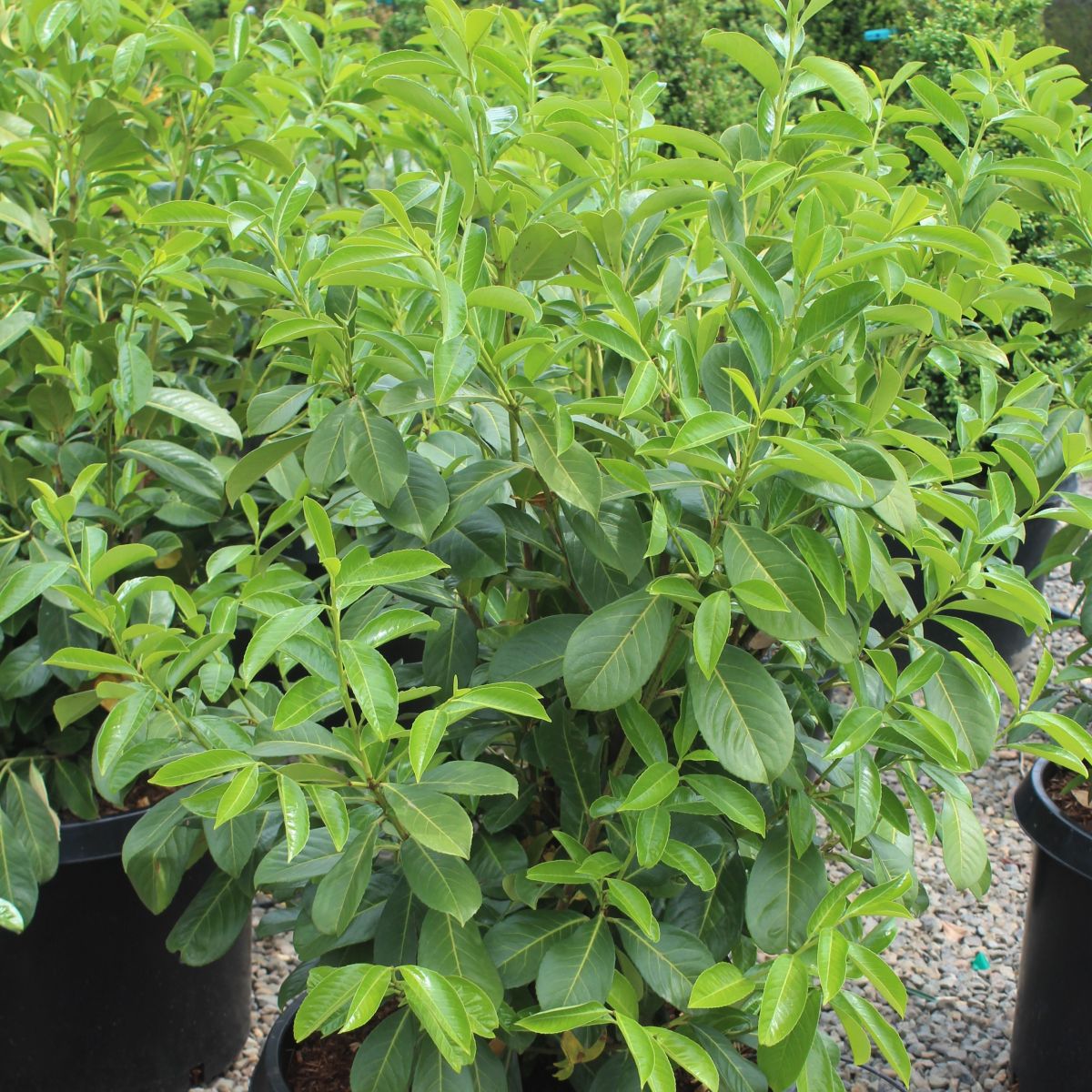 Prunus laurocerasus