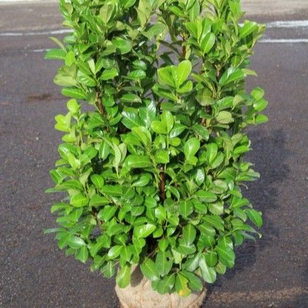 Prunus laurocerasus (BB)
