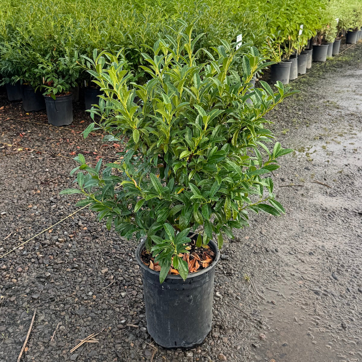 Prunus laurocerasus 'Chestnut Hill' PP24880
