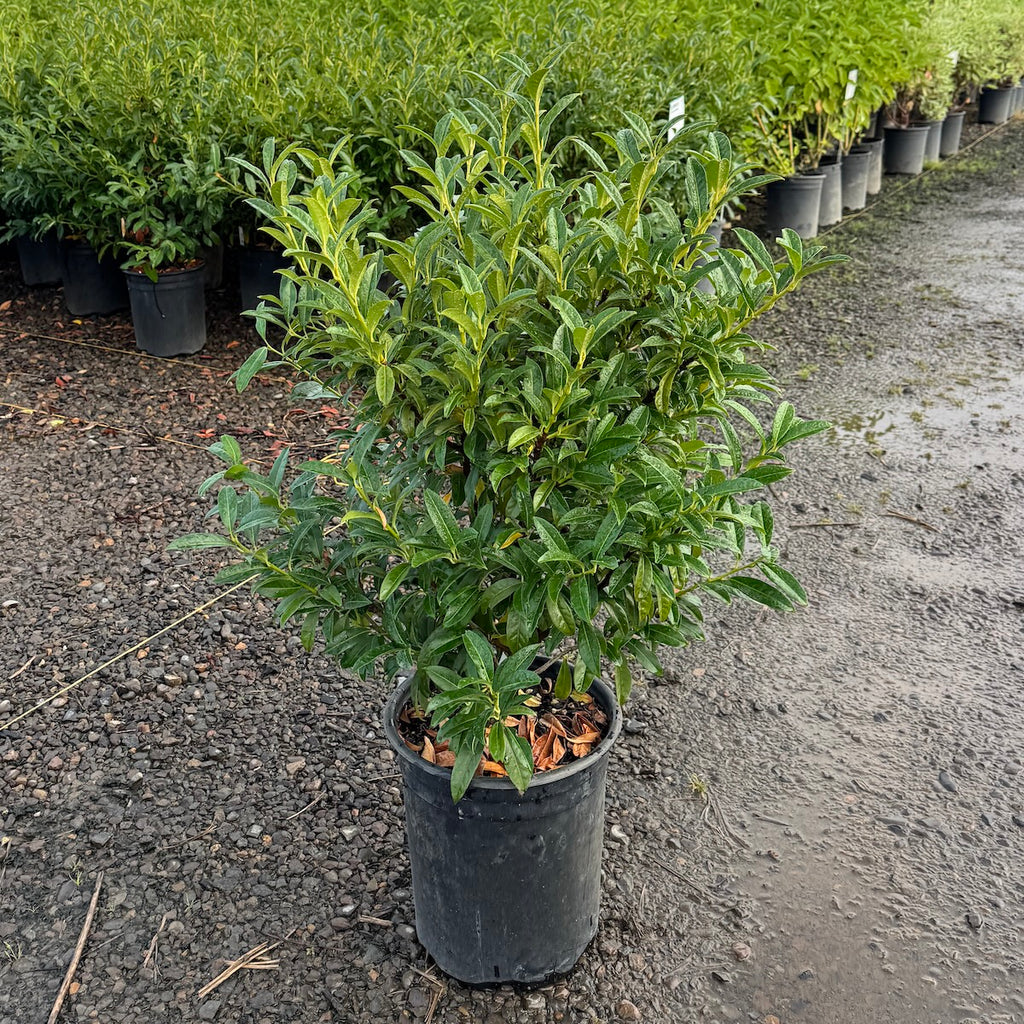 Prunus laurocerasus 'Chestnut Hill' PP24880 (CG)