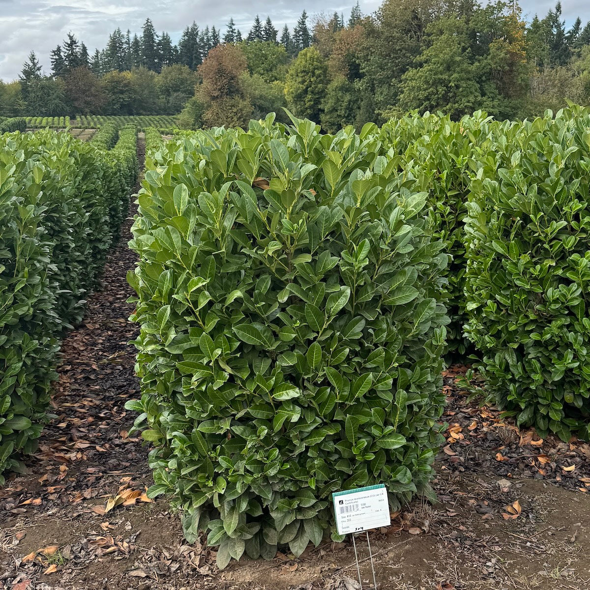Prunus laurocerasus (w/ CA Certificate)