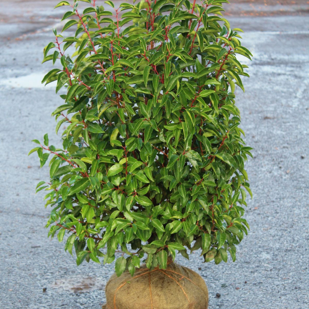 Prunus laur. 'Schipkaensis'