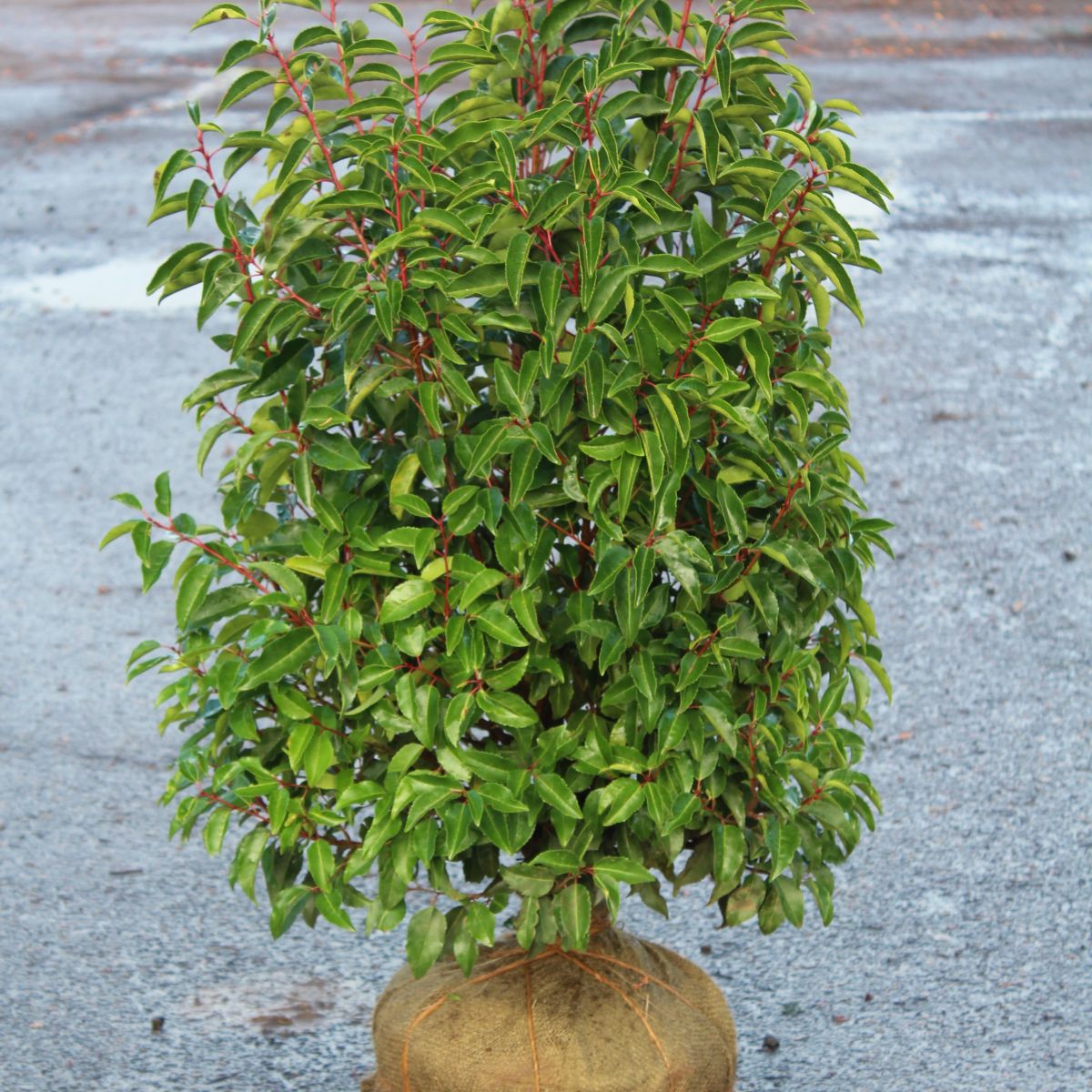 Prunus lusitanica