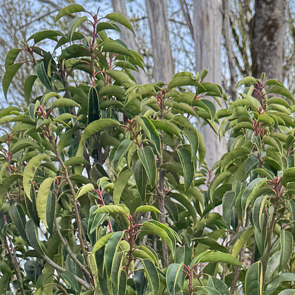 Prunus lusitanica, Tree Form